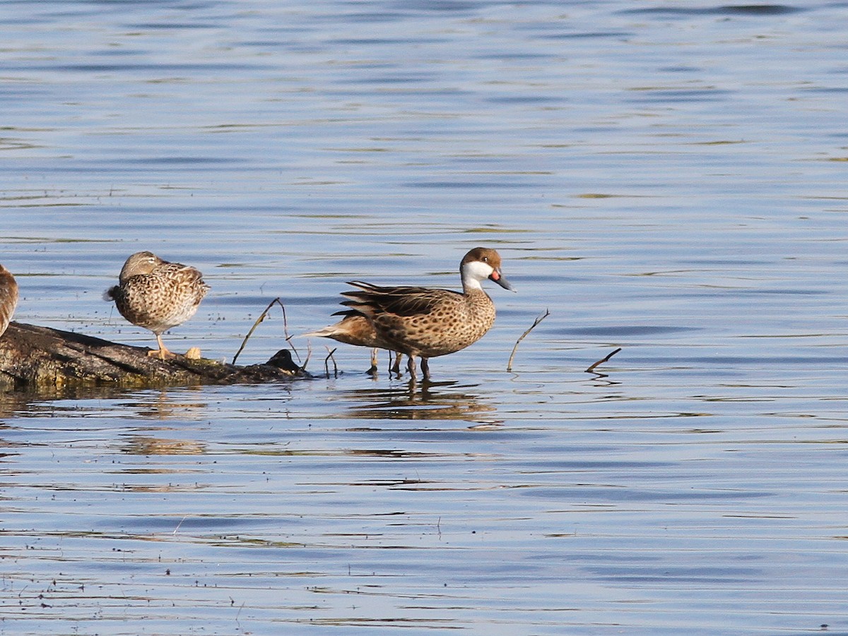 White-cheeked Pintail - ML637835597