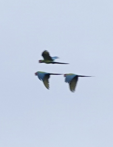 Great Green Macaw - ML637835607