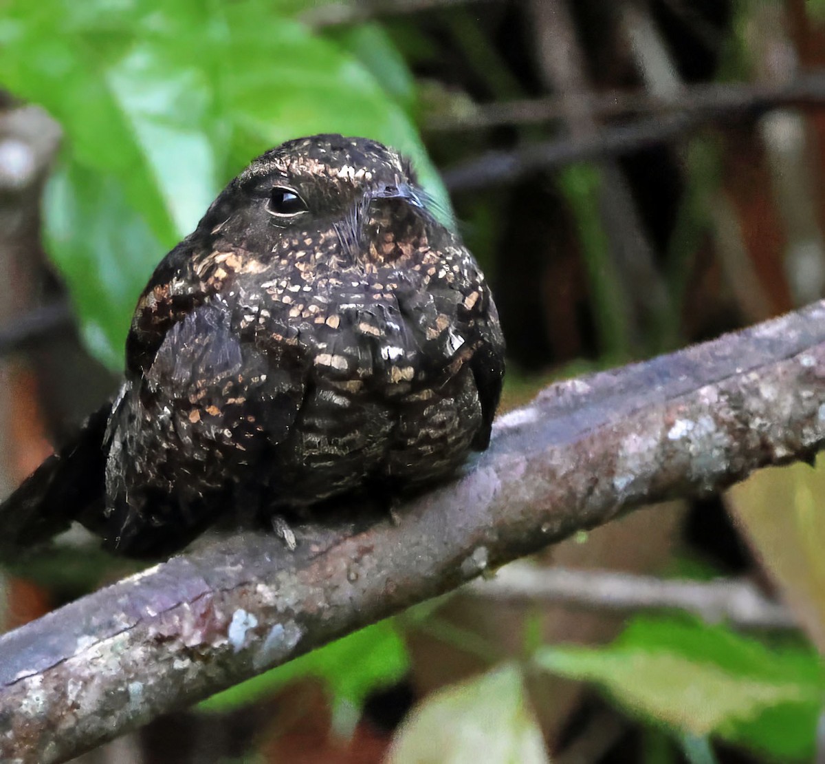 Blackish Nightjar - ML637835684