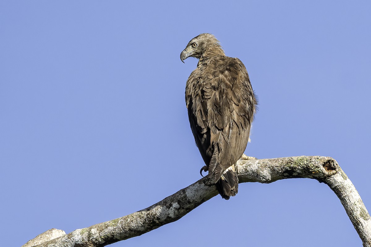 Gray-headed Fish-Eagle - ML637835735