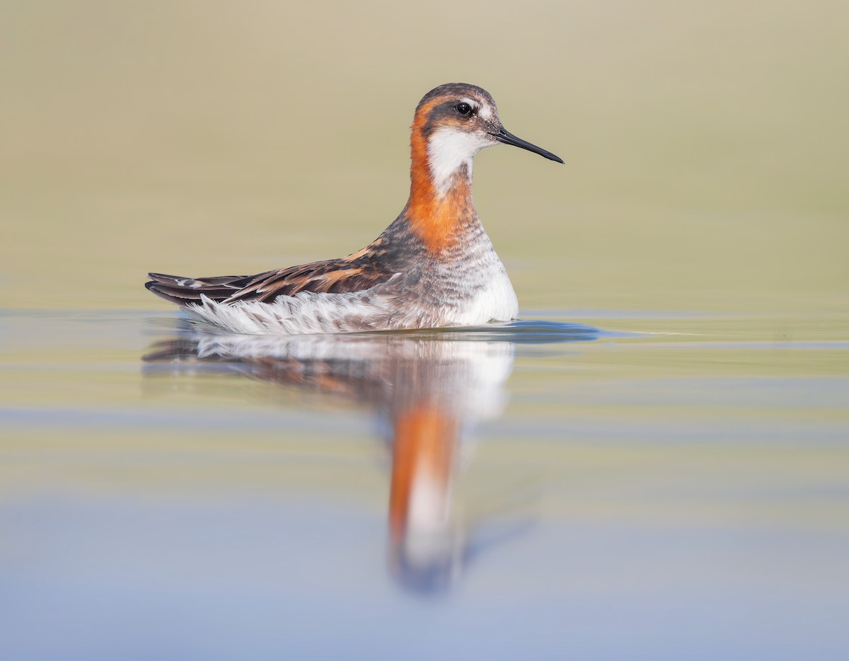 Red-necked Phalarope - ML637835740