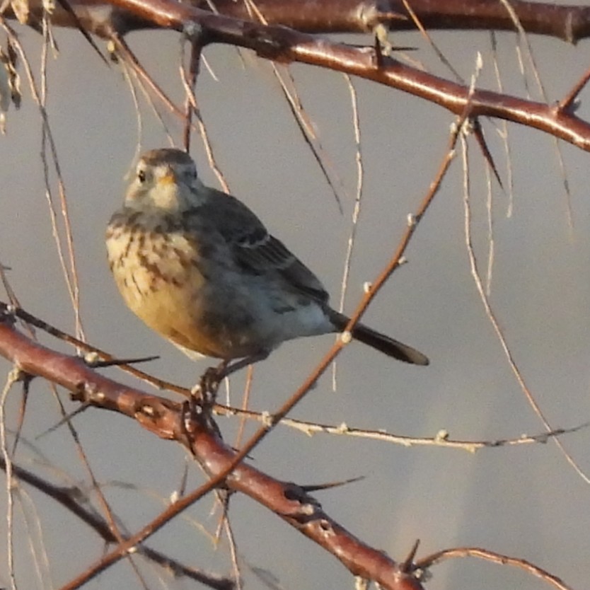 American Pipit - ML637835746