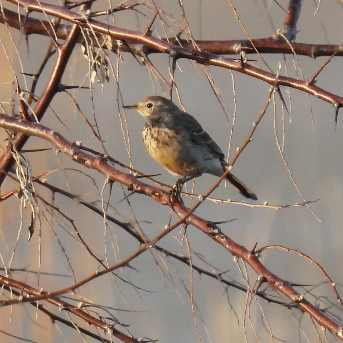 American Pipit - ML637835804