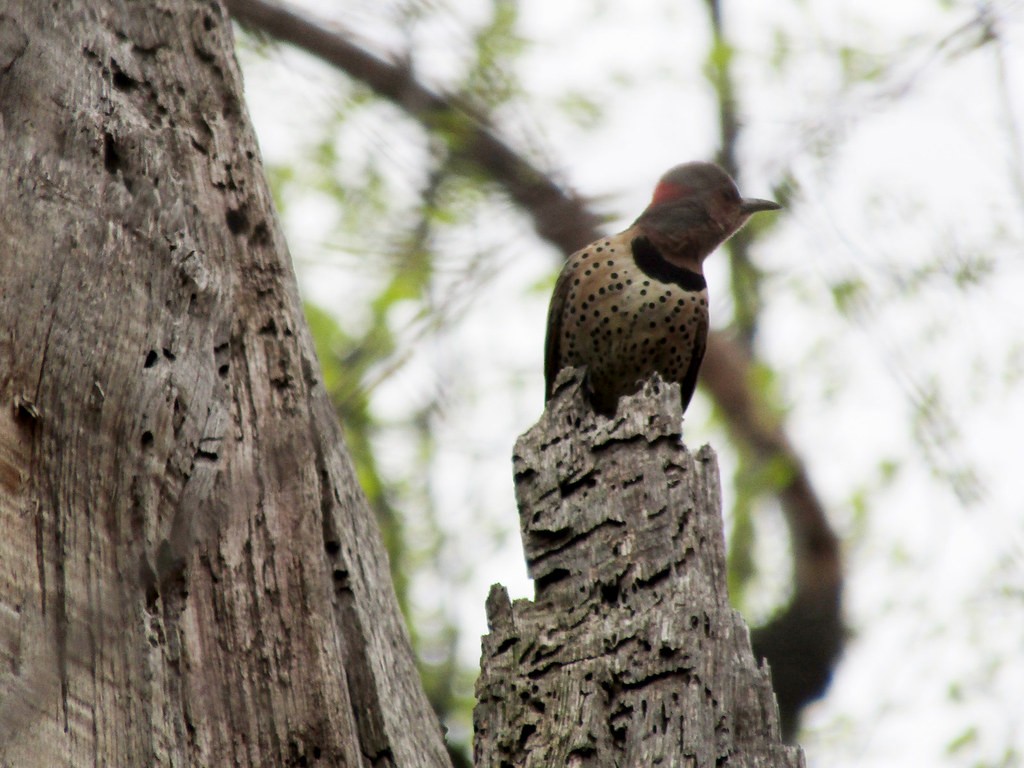 Northern Flicker - ML637835805