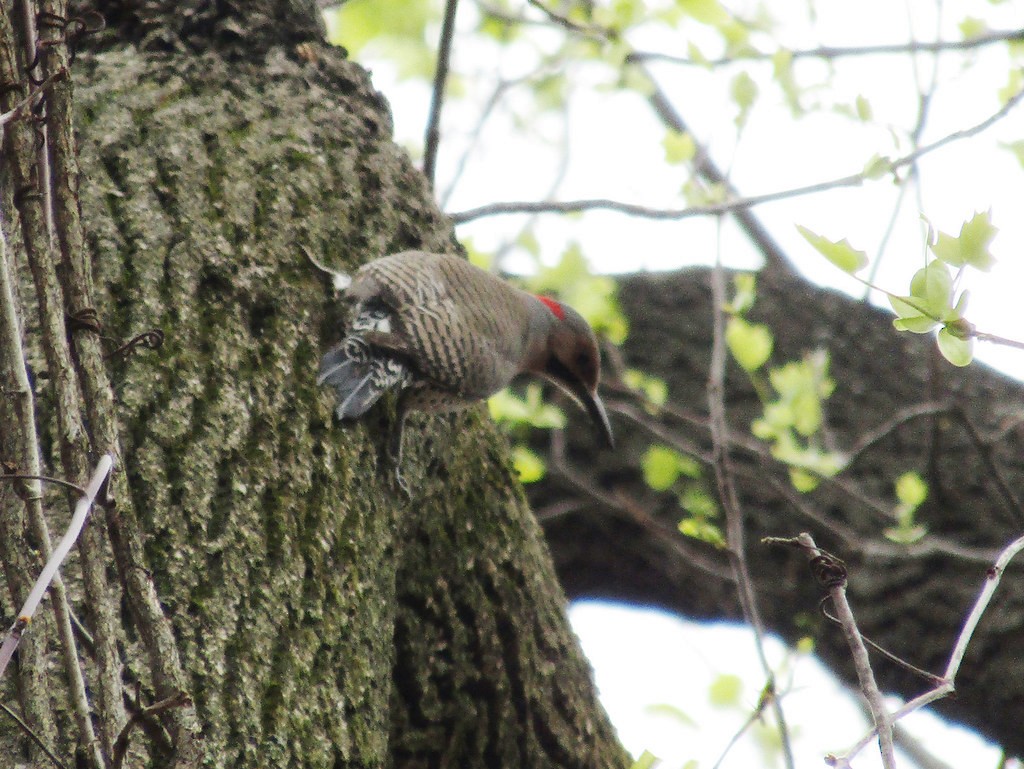 Northern Flicker - ML637835806