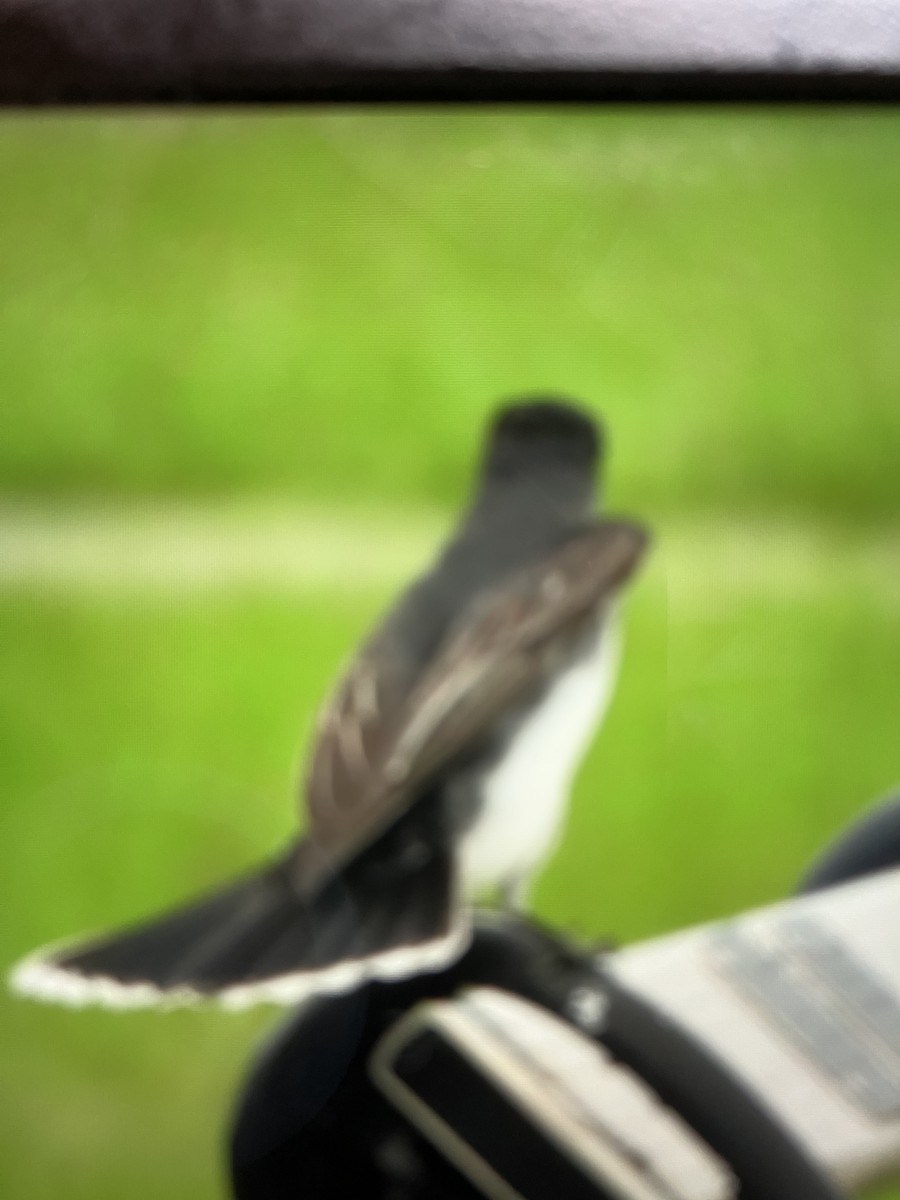 Eastern Kingbird - ML637835813