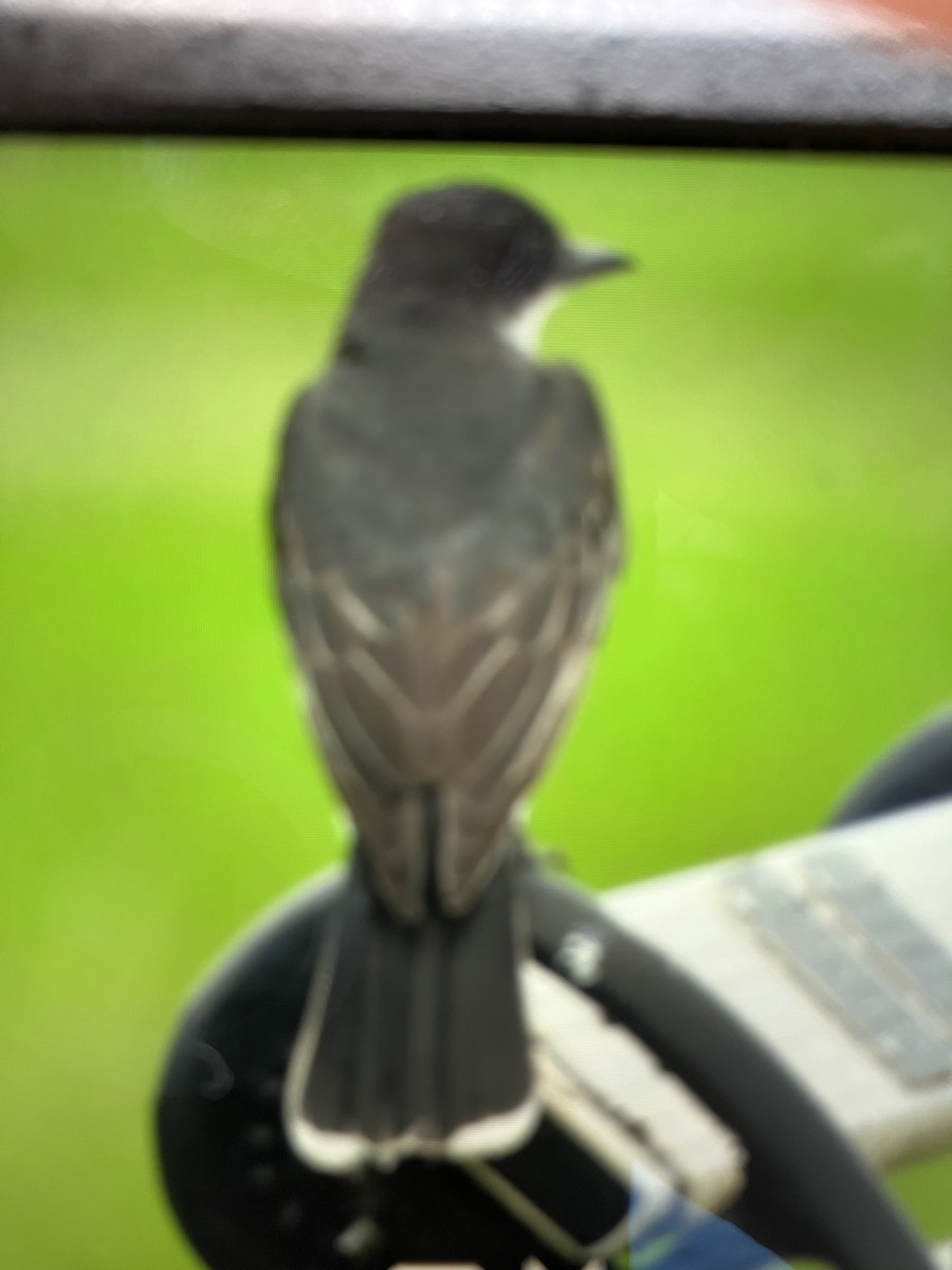 Eastern Kingbird - ML637835814