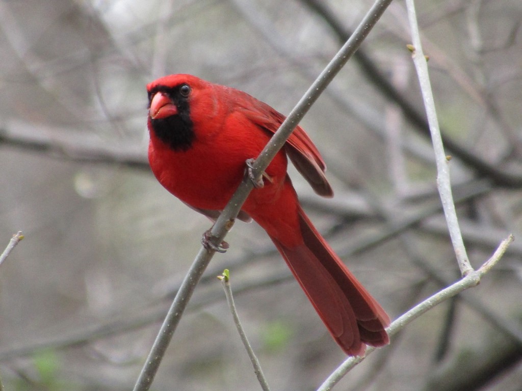 Cardenal Norteño - ML637835819