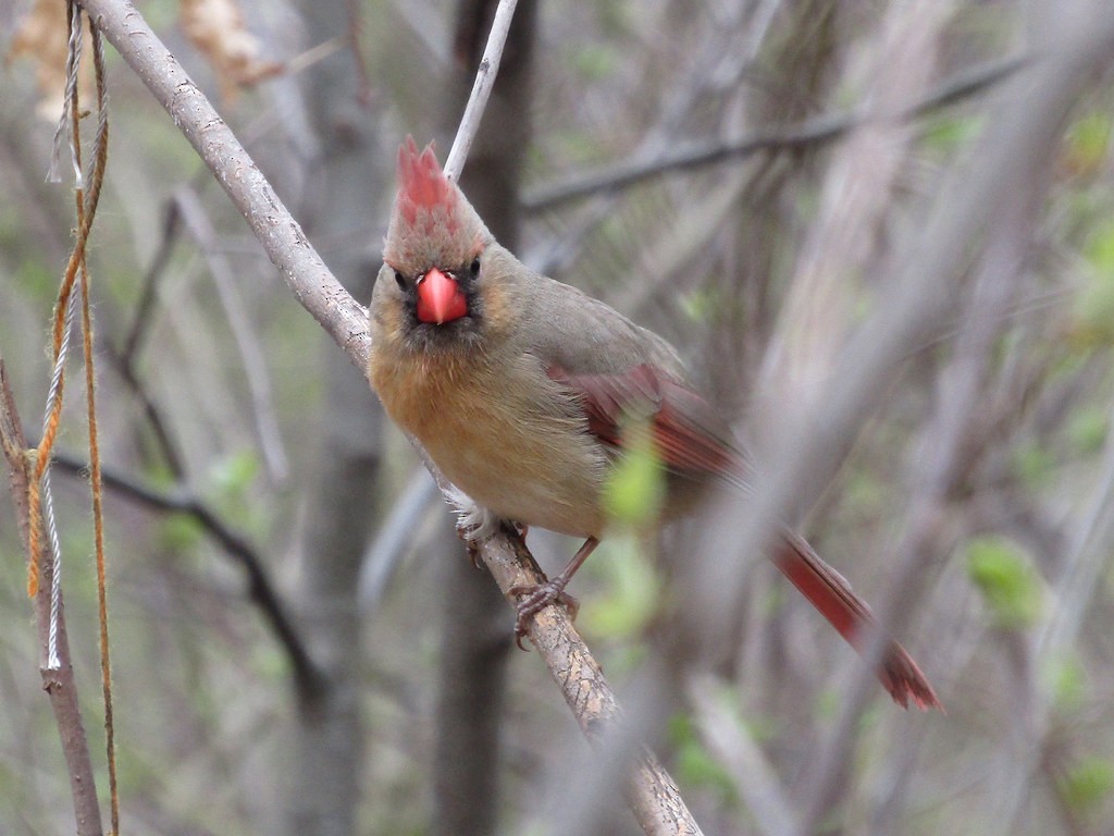 Cardenal Norteño - ML637835820