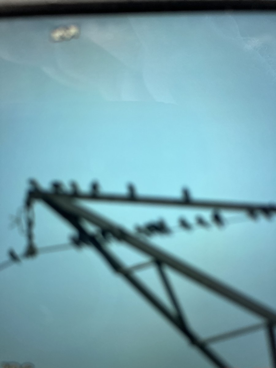 Purple Martin - ML637835822