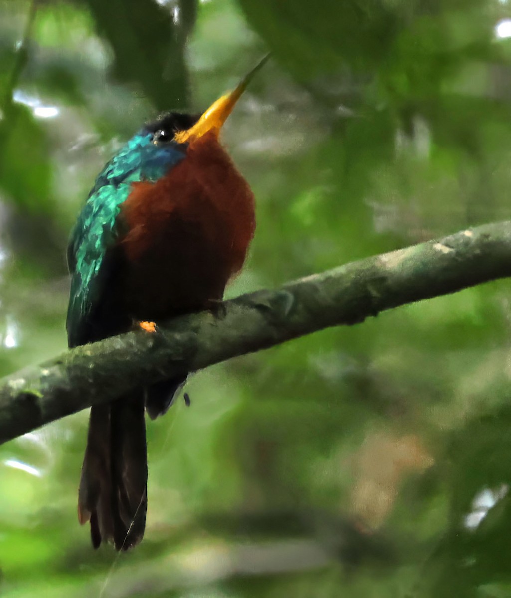 Blue-cheeked Jacamar - ML637835855