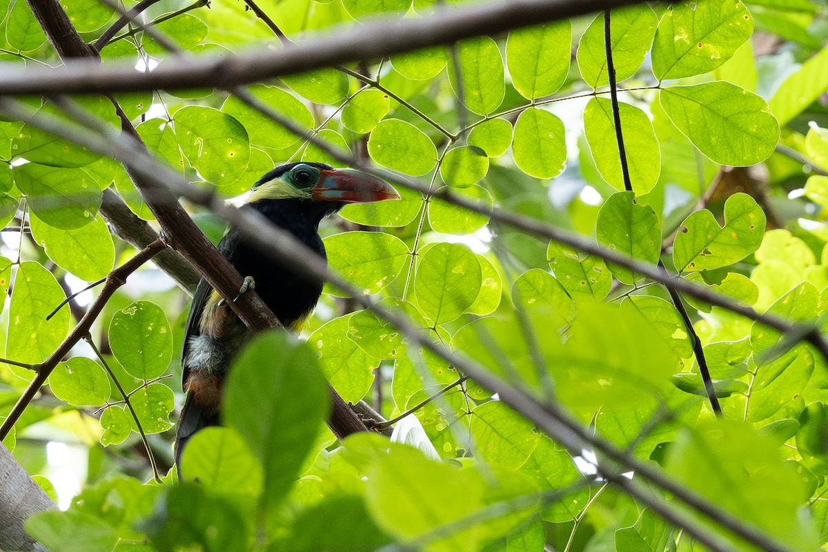 Tawny-tufted Toucanet - ML637835856