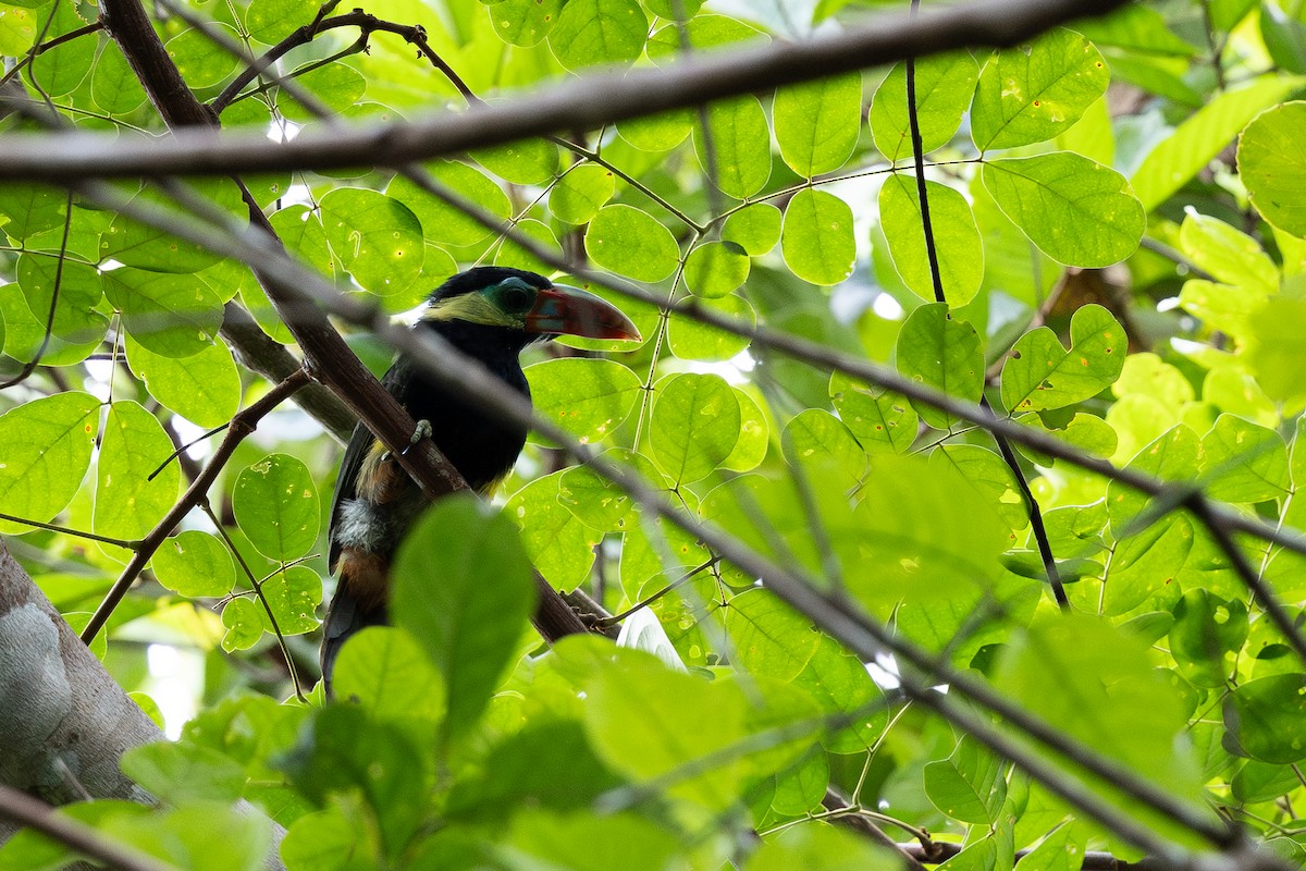 Tawny-tufted Toucanet - ML637835857