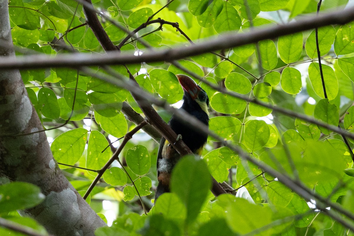 Tawny-tufted Toucanet - ML637835864