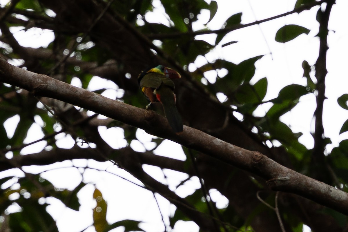 Tawny-tufted Toucanet - ML637835869