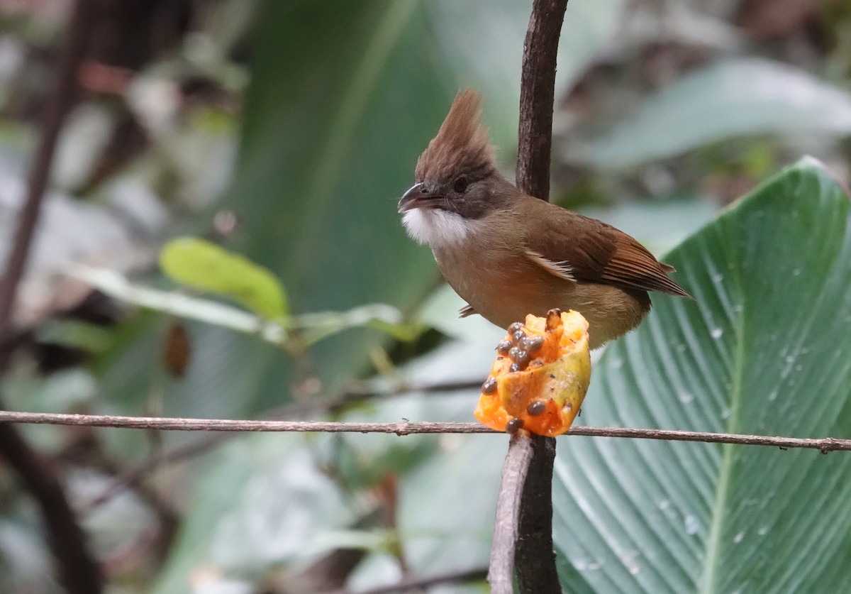 Puff-throated Bulbul - ML637835943
