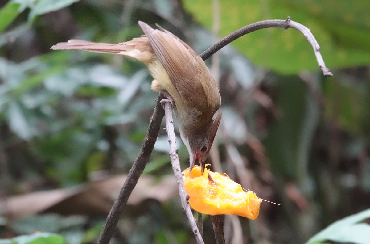 Puff-throated Bulbul - ML637835944