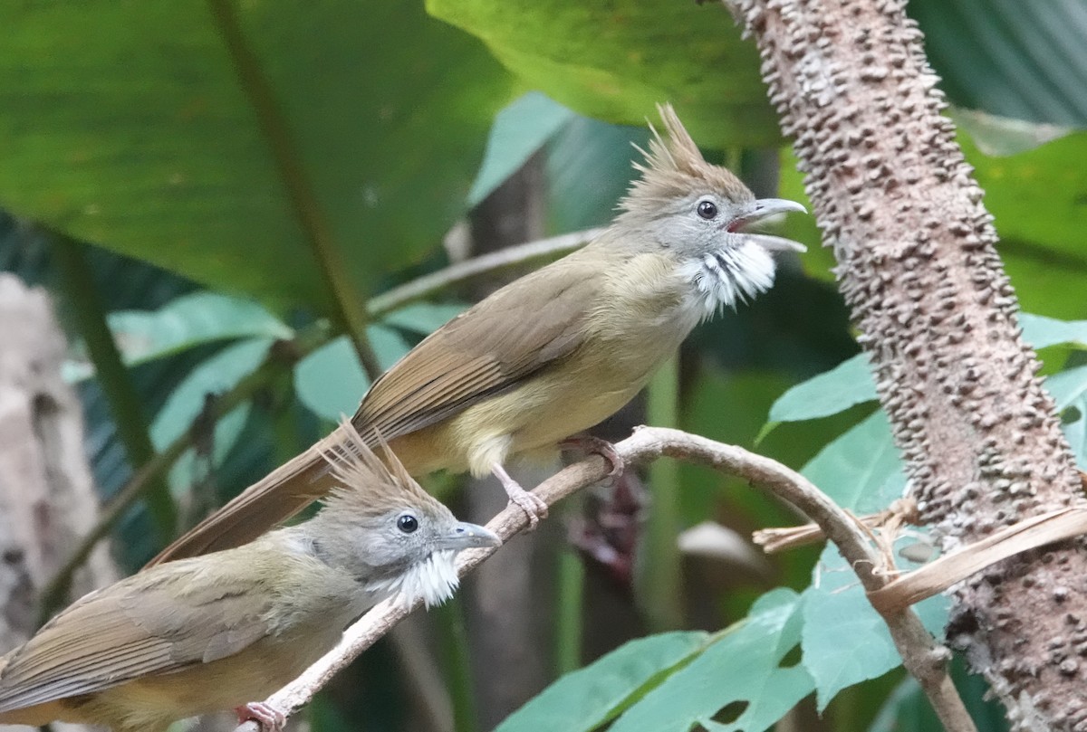 Puff-throated Bulbul - ML637835945