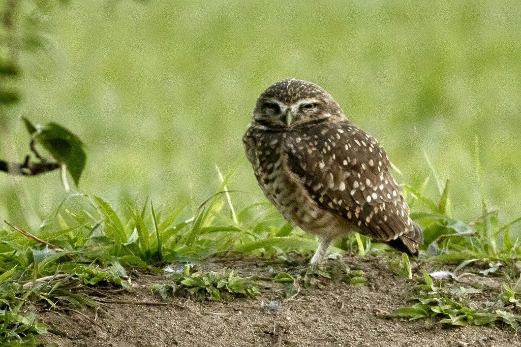 Burrowing Owl - ML637835946