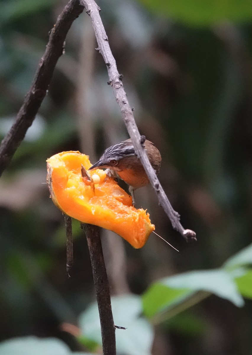 Gray-throated Babbler - ML637835951