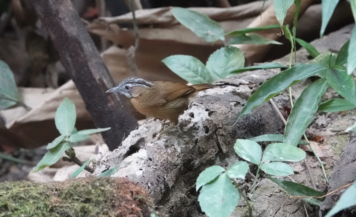 Gray-throated Babbler - ML637835952