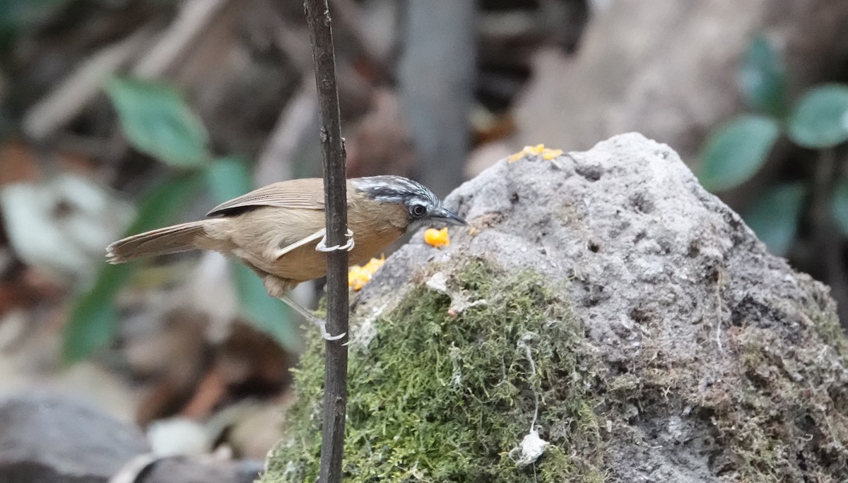 Gray-throated Babbler - ML637835953