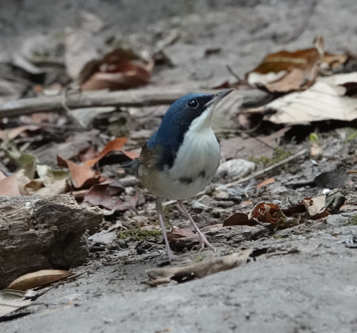 藍歌鴝 - ML637835979