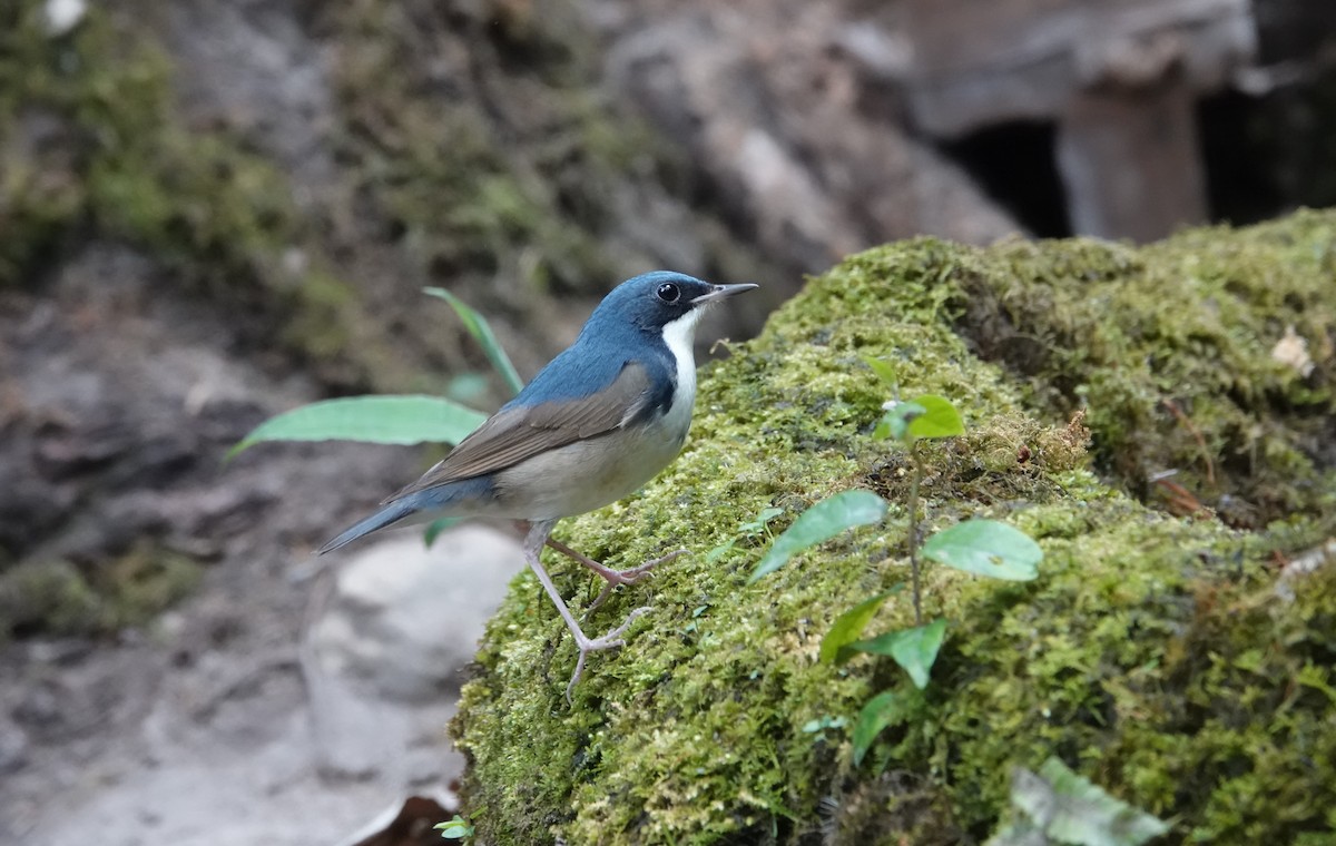 藍歌鴝 - ML637835980