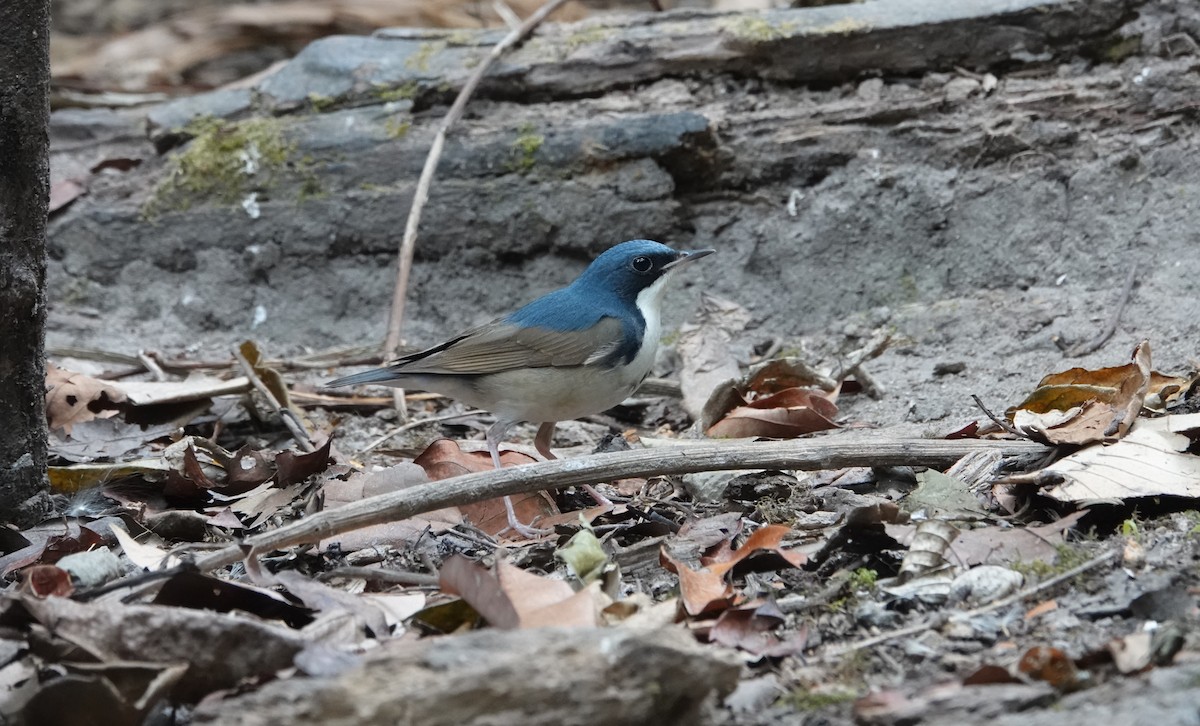 藍歌鴝 - ML637835981