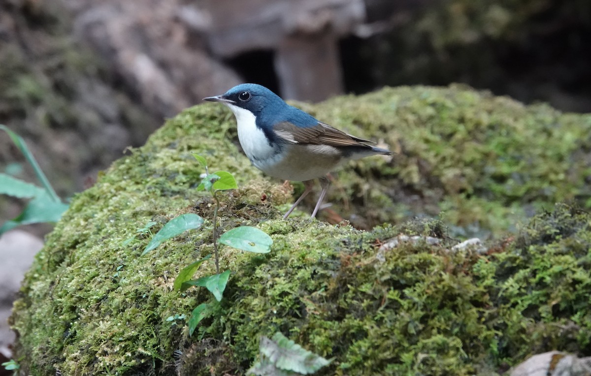 藍歌鴝 - ML637835982