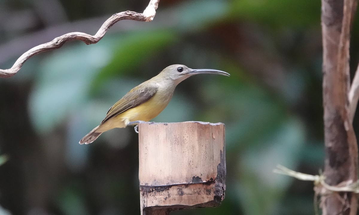 Little Spiderhunter - ML637835988
