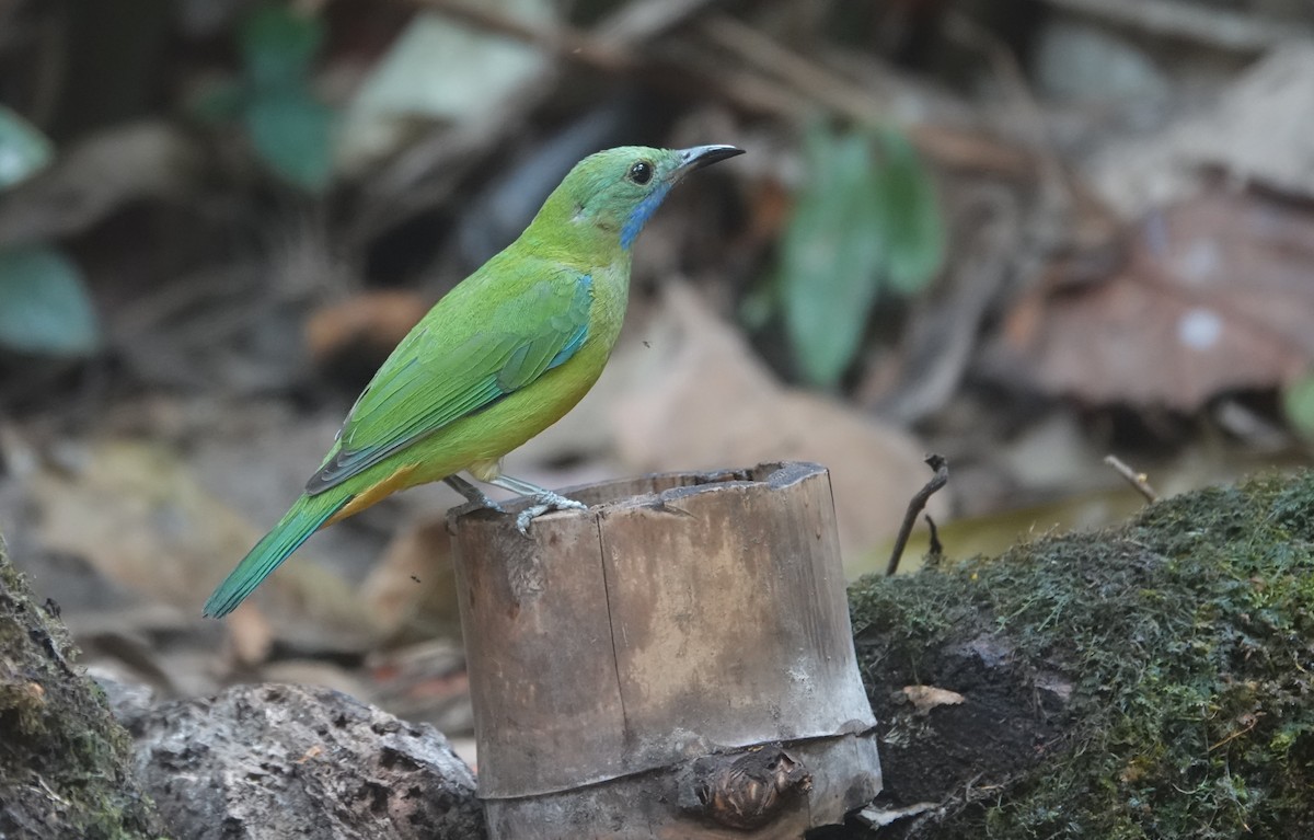 橙腹葉鵯 - ML637835995