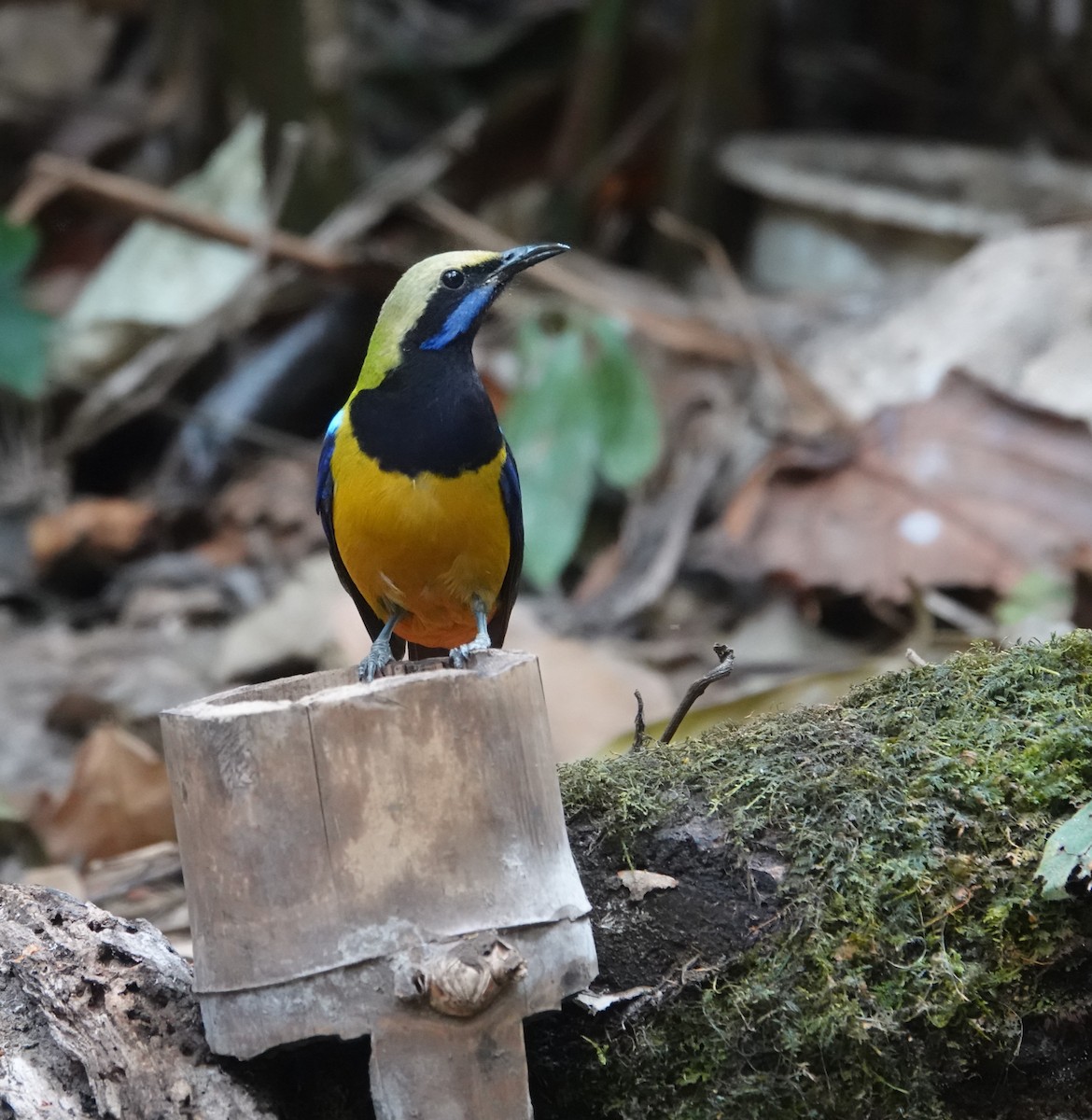 橙腹葉鵯 - ML637835996