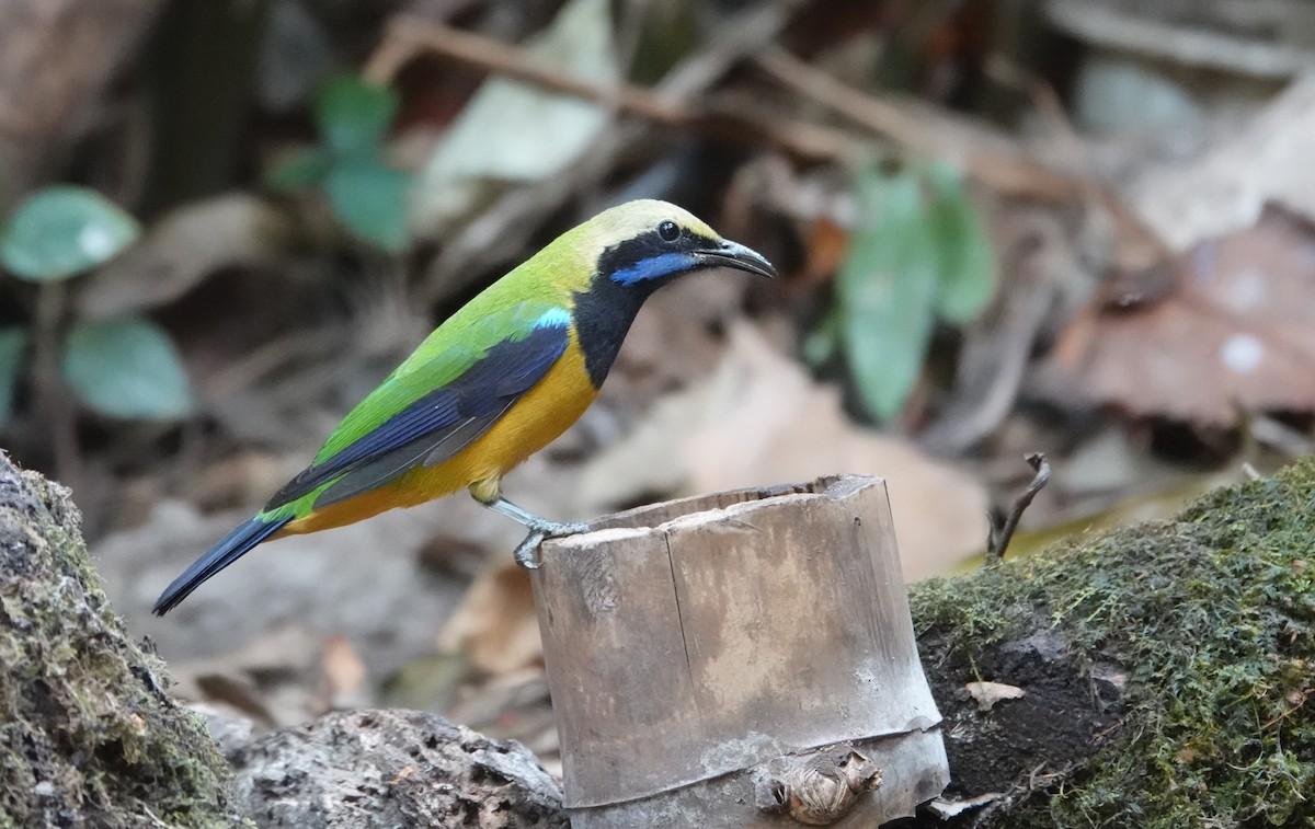 橙腹葉鵯 - ML637835997