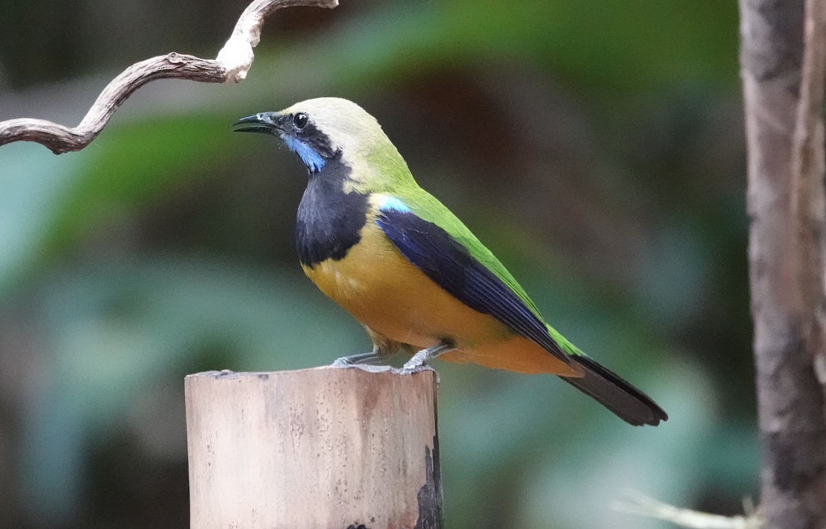 橙腹葉鵯 - ML637835998