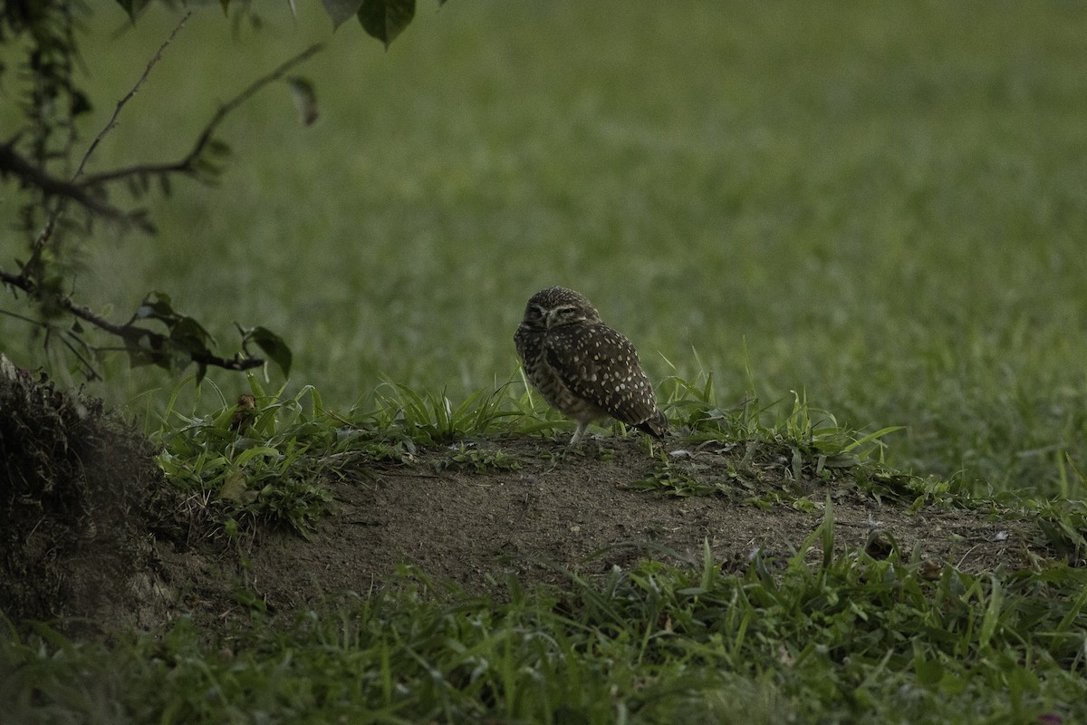 Burrowing Owl - ML637835999