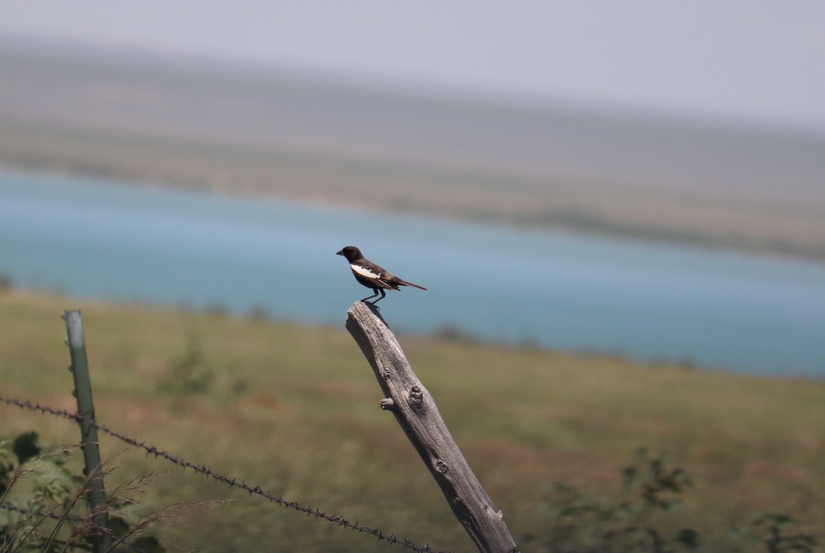Lark Bunting - ML637836015