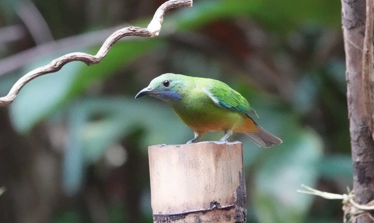 橙腹葉鵯 - ML637836020