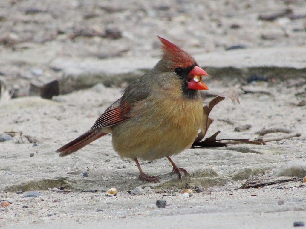 Cardenal Norteño - ML637836039
