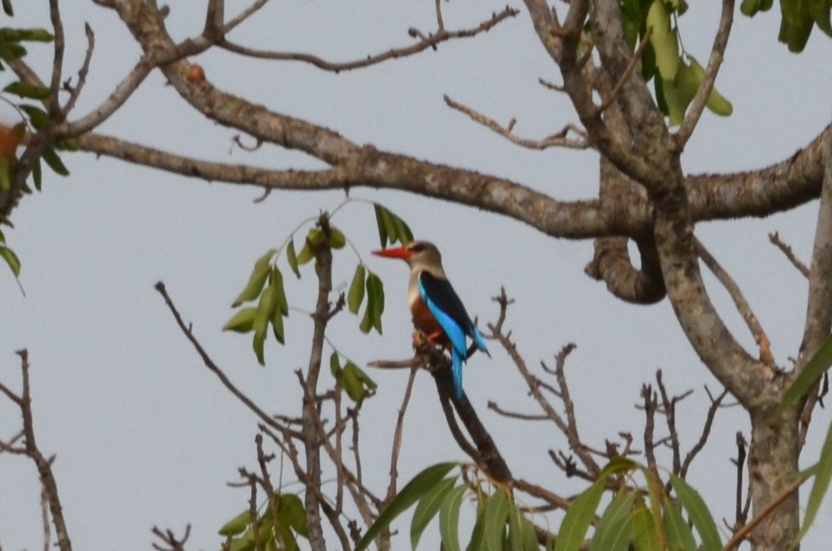 Gray-headed Kingfisher - ML637836047