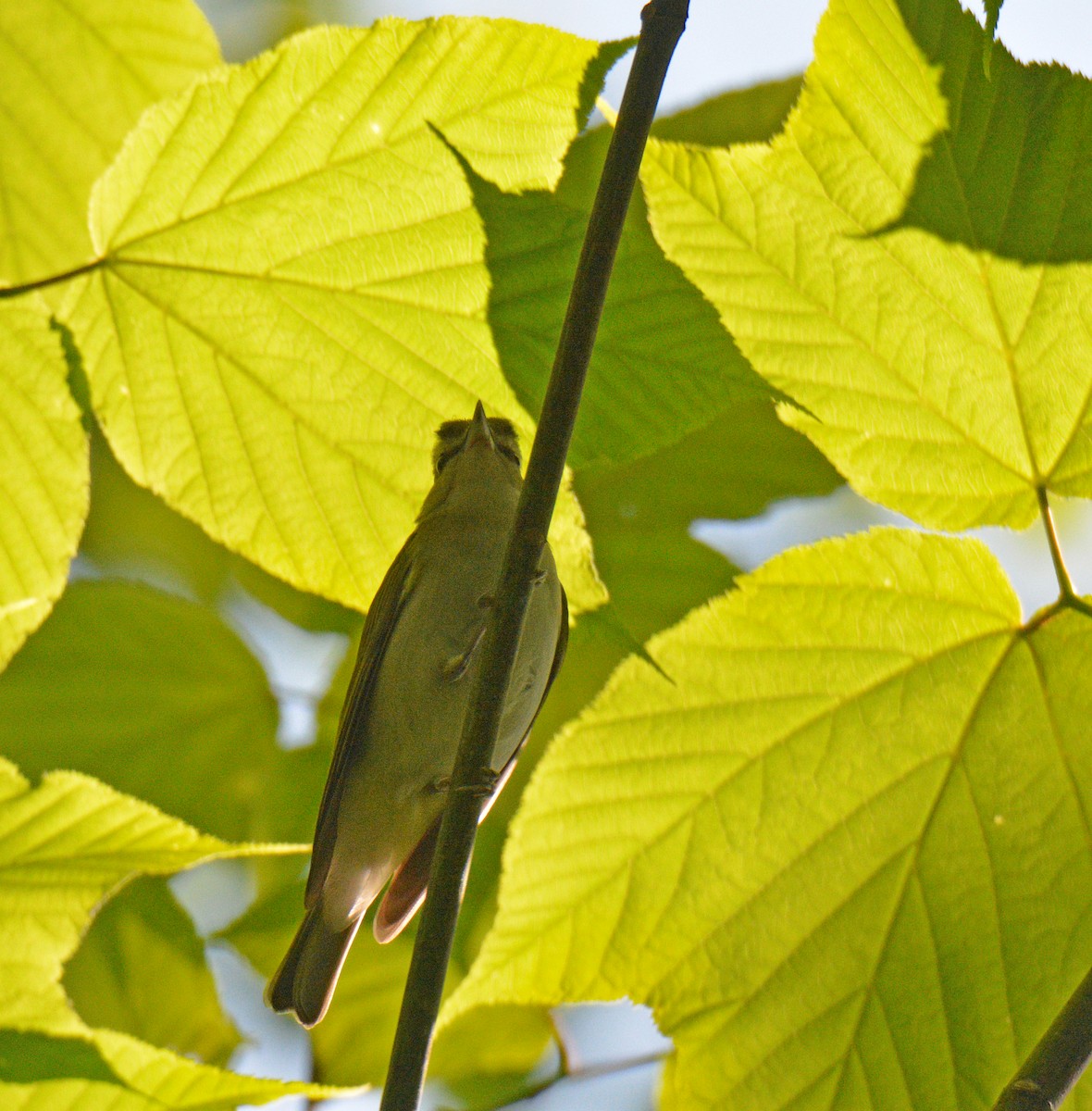 Red-eyed Vireo - ML637836050