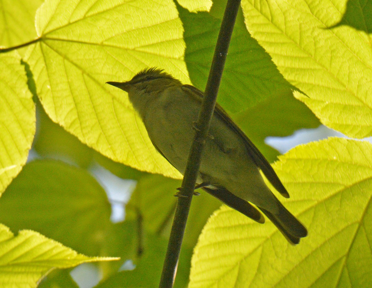 Red-eyed Vireo - ML637836051