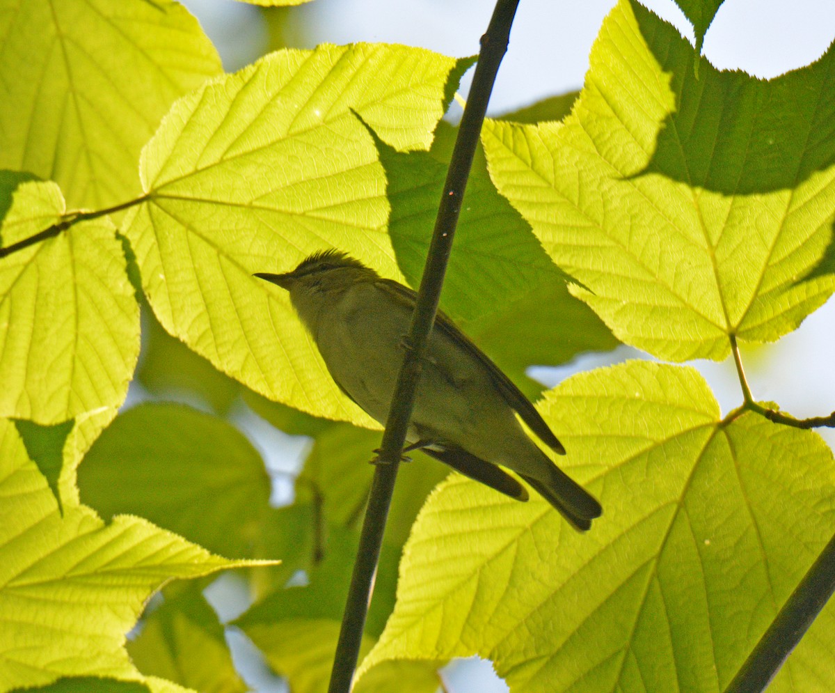 Red-eyed Vireo - ML637836053