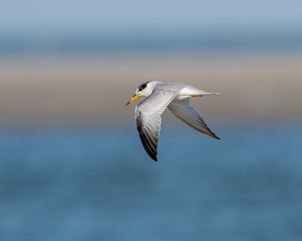 Yellow-billed Tern - ML637836080