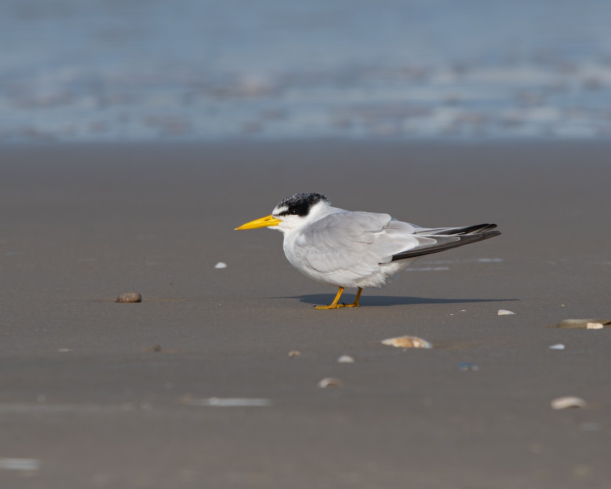 Yellow-billed Tern - ML637836081