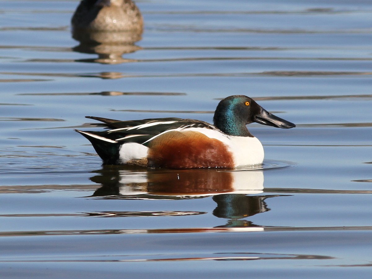 Northern Shoveler - ML637836096
