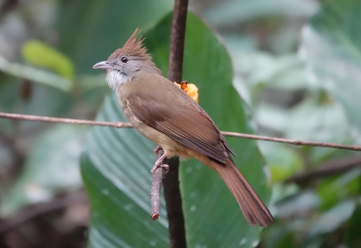 Puff-throated Bulbul - ML637836119