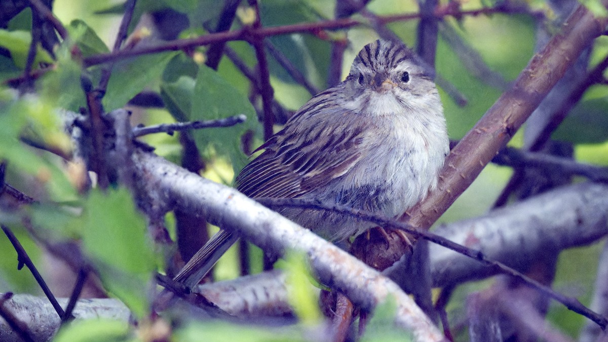 Brewer's Sparrow - ML637836126