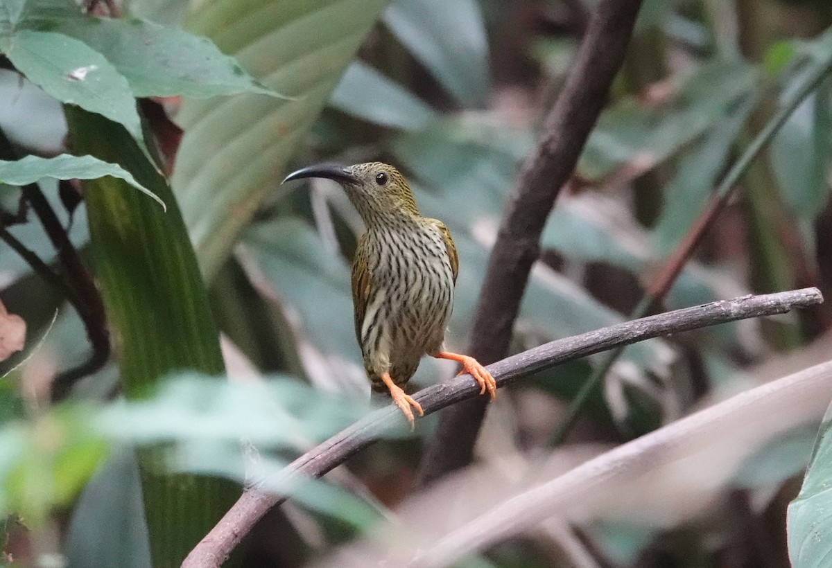 Streaked Spiderhunter - ML637836133