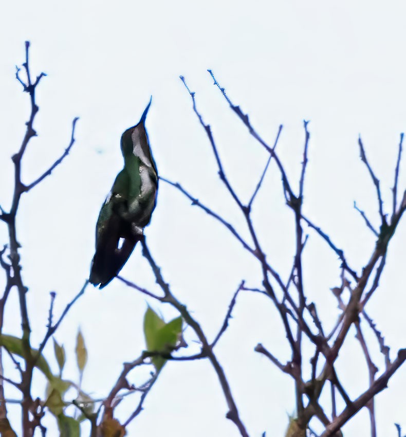 Fiery-tailed Awlbill - ML637836134